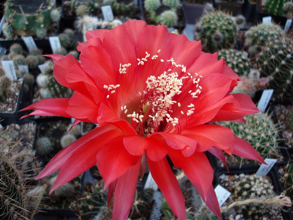 Eigene Echinopsis/Dangerous Journey 4.0.jpg